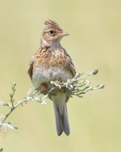 Skylark (Alauda arvensis) sitting in a meadow plant, wildlife, nature photography, migratory bird,