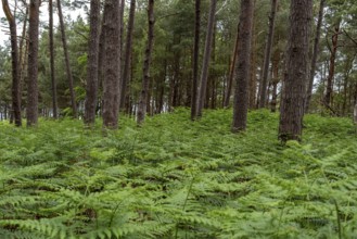 Straight pine forest with dense fern growth, Prerow, Mecklenburg-Western Pomerania, Germany