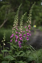 Flowering foxglove in the Darß Forest near Prerow, Mecklenburg-Western Pomerania, Germany
