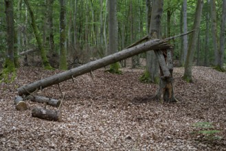 Deadwood in the wild beech forest of the Darß Forest, Prerow, Mecklenburg-Western Pomerania,
