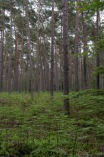 Straight pine forest with dense fern growth, Prerow, Mecklenburg-Western Pomerania, Germany
