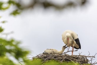 White stork (Ciconia ciconia) in the eyrie, young bird begging for food, birds, Affenberg Salem,