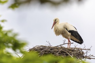 White stork (Ciconia ciconia) in eyrie, birds, Affenberg Salem, Linzgau, Baden-Württemberg, Germany