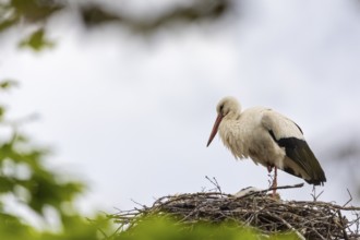 White stork (Ciconia ciconia) tending the eyrie, birds, Affenberg Salem, Linzgau,