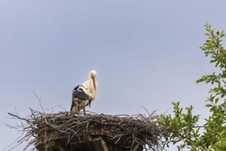 White stork (Ciconia ciconia) sitting in nest, birds, Affenberg Salem, Linzgau, Baden-Württemberg,