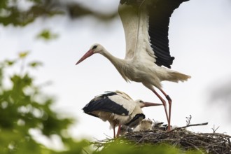 White stork (Ciconia ciconia) flies from the nest, pair with young birds in the nest, birds,