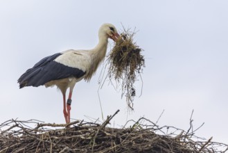 White stork (Ciconia ciconia) bringing nesting material to the nest, birds, Affenberg Salem,