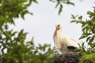 White stork (Ciconia ciconia) on the nest, birds, Affenberg Salem, Linzgau, Baden-Württemberg,