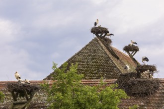 White stork (Ciconia ciconia), many stork nests on the roof of a house, birds, Affenberg Salem,