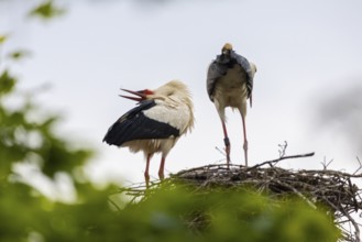 White stork (Ciconia ciconia) chattering, pair sitting in nest, birds, Affenberg Salem, Linzgau,