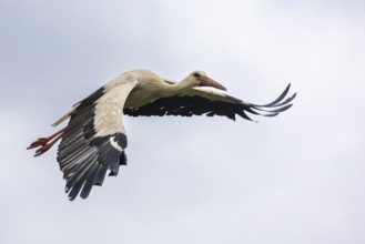 White stork (Ciconia ciconia) flying, birds, Affenberg Salem, Linzgau, Baden-Württemberg, Germany