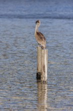 Juvenile brown pelican (Pelecanus occidentalis) perched on a wood piling in Alabama, USA