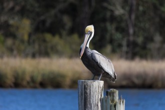 Brown pelican (Pelecanus occidentalis) perched on a wood piling in Alabama, USA