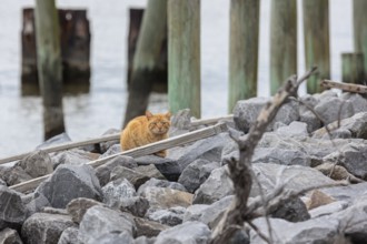 Orange feral tabby cat lying on the rocky shoreline of a canal in Florida, USA