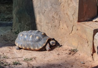 Tortise in captivity at the Alabama Gulf Coast Zoo in Gulf Shores, Alabama, USA