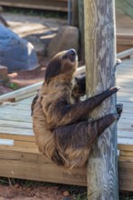 Two-toed sloth on a wooden pole at the Alabama Gulf Coast Zoo in Gulf Shores, Alabama, USA