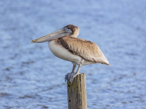 Juvenile brown pelican (Pelecanus occidentalis) perched on a wood piling in Alabama, USA