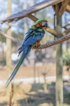 Harlequin Macaw at the Alabama Gulf Coast Zoo in Gulf Shores, Alabama, USA
