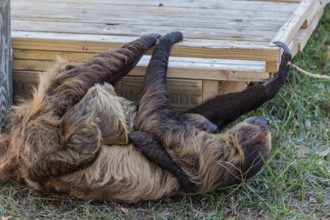 Two two-toed sloths playing at the Alabama Gulf Coast Zoo in Gulf Shores, Alabama, USA