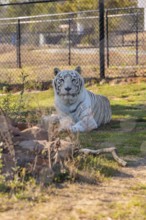 White Bengal tiger at the Alabama Gulf Coast Zoo in Gulf Shores, Alabama, USA