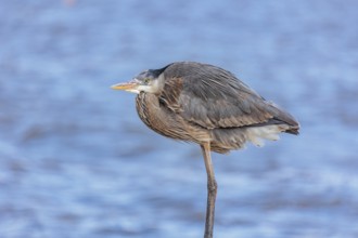 Close up of a great blue heron perched on a sea wall in Florida, USA