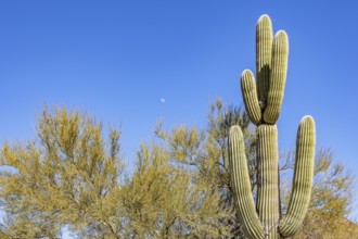 Moon in the sky next to a saguaro cactus at the Organ Pipe Cactus National Monument in southern