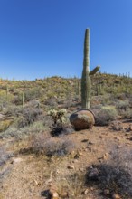 Saguaro and cholla cacti along a trail at the Organ Pipe Cactus National Monument in southern