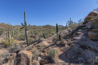 Hiking trail winding between saguaro cacti at the Organ Pipe Cactus National Monument in southern