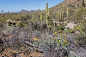 Desert wildflowers and various types of cacti along a trail at the Organ Pipe Cactus National