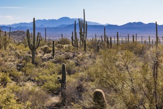 Evening light on saguaro cacti at the Organ Pipe Cactus National Monument in southern Arizona, USA