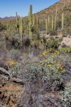 Desert wildflowers and various types of cacti along a trail at the Organ Pipe Cactus National