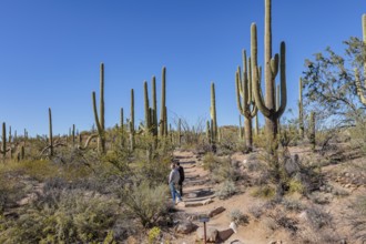 Park guests on the Valley View hiking trail at the Organ Pipe Cactus National Monument in southern