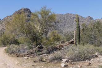 Skeleton of a dead Saguaro (Carnegiea gigantea) cacti at the White Tank Mountain Regional Park in