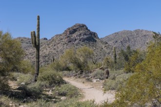 Hiking trail through the desert vegetation at the White Tank Mountain Regional Park in Phoenix,
