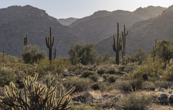 Saguaro (Carnegiea gigantea) cacti backlit by the evening sun at the White Tank Mountain Regional
