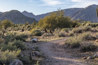 Hiking trail passes a variety of native cacti at the White Tank Mountain Regional Park in Phoenix,