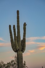 Silhouette of saguaro (Carnegiea gigantea) cacti on the evening sky at the White Tank Mountain