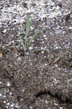 Close-up of a solitary plant in sandy soil, surrounded by mussel shells, Prerow,