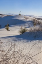 Gypsum dunefields at White Sands National Monument located within the Chihuahuan Desert and the
