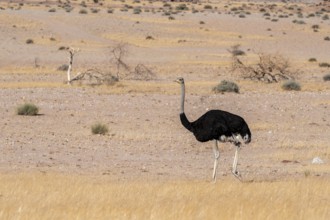 Common ostrich (Struthio camelus) in dry landscape, Damaraland, Namibia