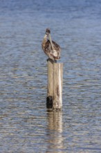 Juvenile brown pelican (Pelecanus occidentalis) perched on a wood piling in Alabama, USA