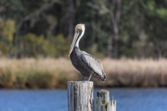 Juvenile brown pelican (Pelecanus occidentalis) perched on a wood piling in Alabama, USA