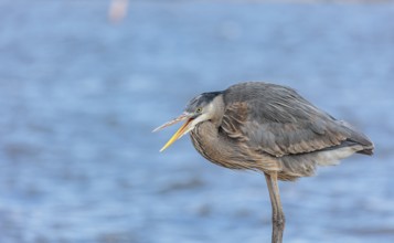 Close up of a great blue heron perched on a sea wall in Florida, USA