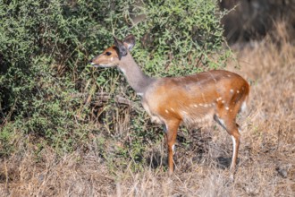 Bushbuck (Tragelaphus scriptus), Kruger National Park, South Africa