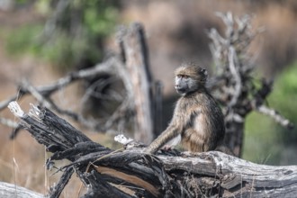 Bear baboon (Papio ursinus), young sitting on a tree trunk, Kruger National Park, South Africa
