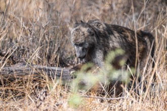 Bear baboon (Papio ursinus), adult, in dry grass, foraging, Kruger National Park, South Africa