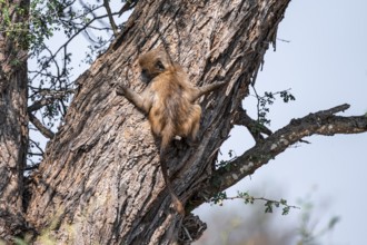 Bear baboon (Papio ursinus), young climbing on a tree trunk, Kruger National Park, South Africa