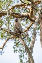 Southern vervet monkey (Chlorocebus pygerythrus) sitting on the branch of an acacia tree, Kruger
