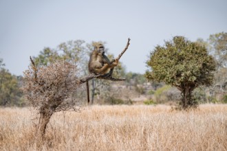 Bear baboon (Papio ursinus) sitting on a branch, Kruger National Park, South Africa