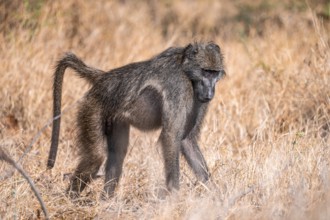 Bear baboon (Papio ursinus), adult, in dry grass, Kruger National Park, South Africa